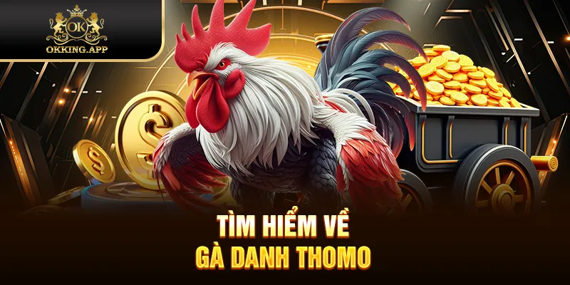 Tìm hiểu về gà danh Thomo 